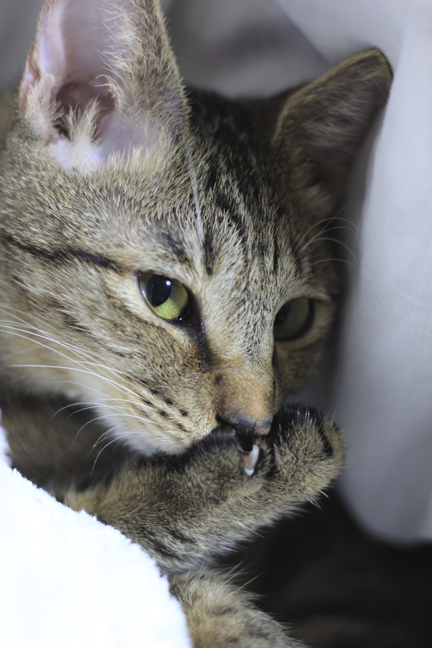 トラちゃんは自分の肉球をちゅっちゅっと吸うことがあります。 